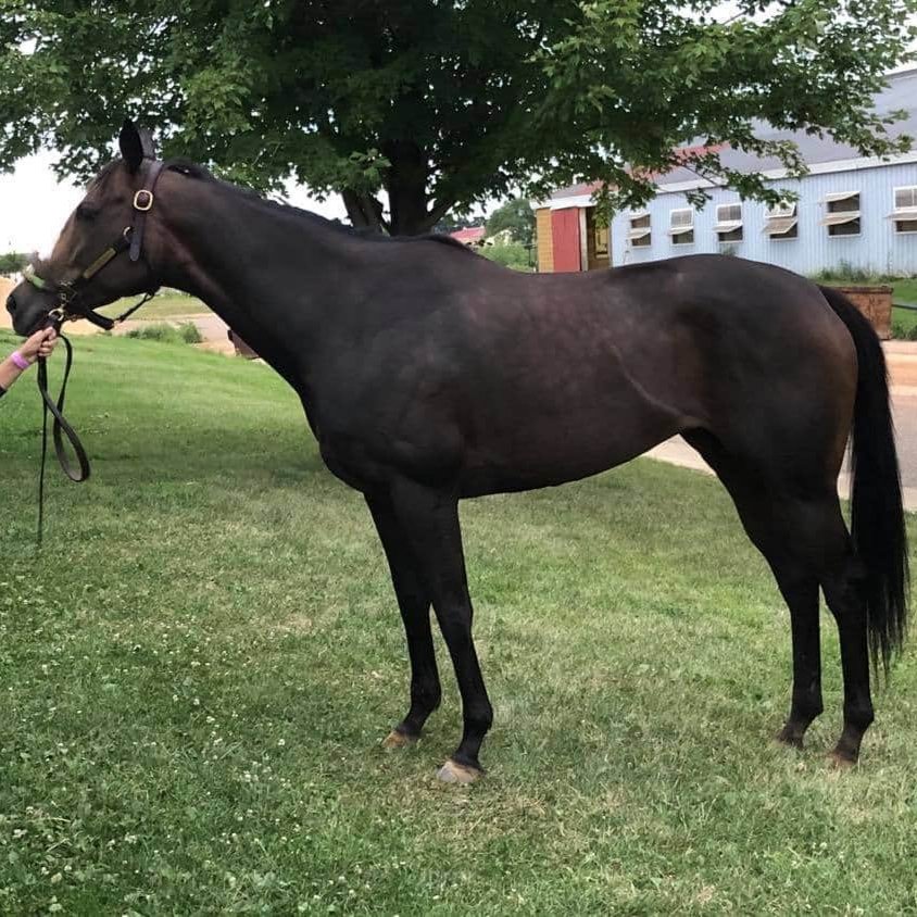 stephanie_herb's tweet photo. We have a new addition to the barn! I'd like to welcome, Right On By, a 6yr old mare by Pleasently Perfect out of Swans Nest, for owner Jon Moore. Excited to start working with this sweet mare &amp; my new client 💚👑🖤 #RightOnBy #HRacing https://t.co/tDaukA1XOW