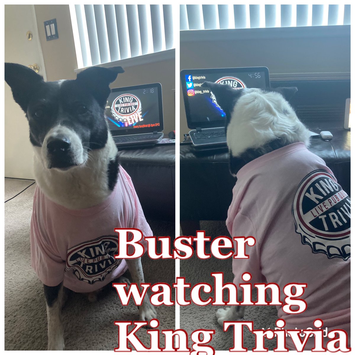 cavu42's tweet photo. Buster helping team “Purple Rain” answer questions! @KingTrivia https://t.co/eiOy3tdGJx