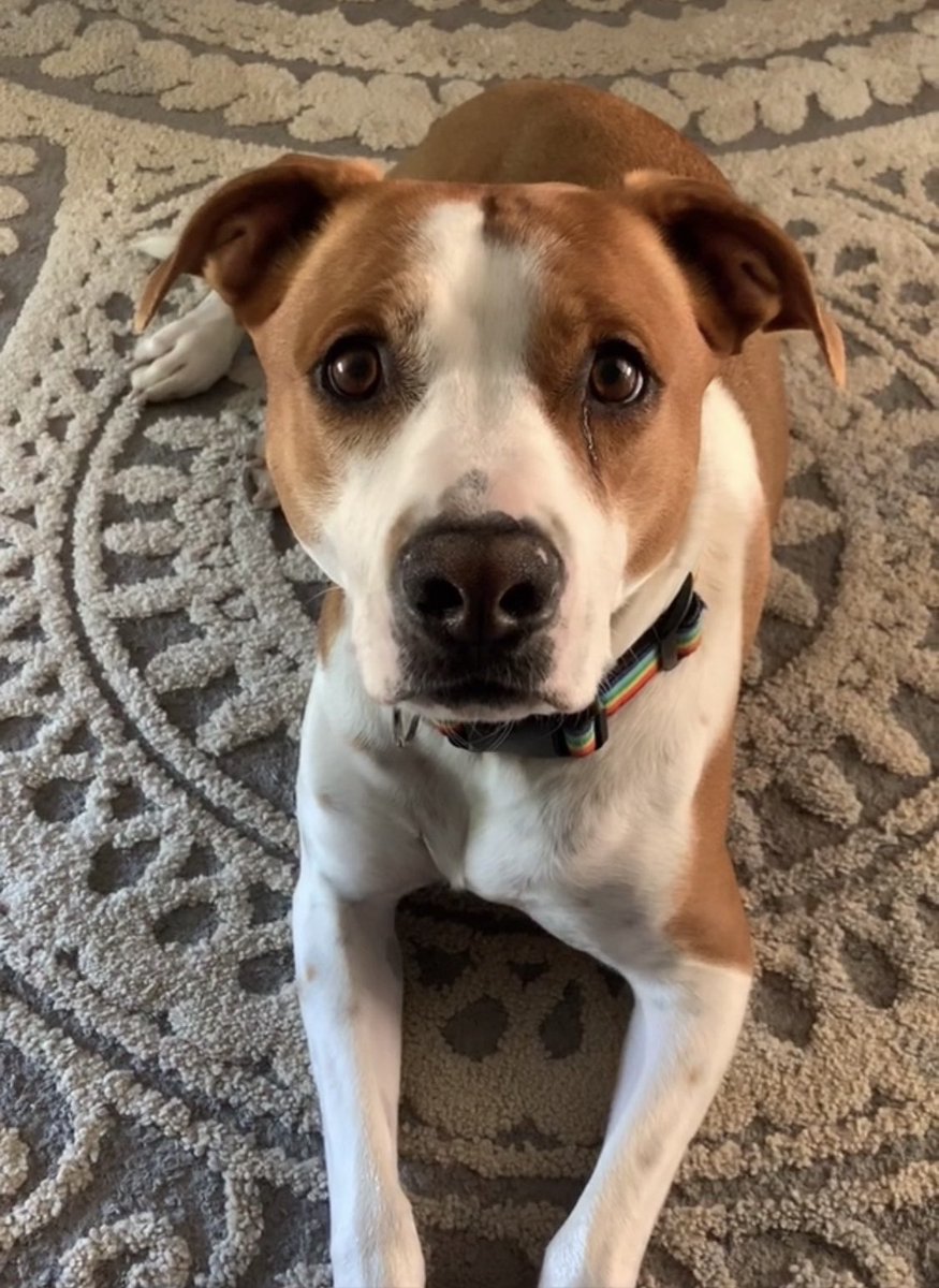 Shirkey, Crystal tweet media