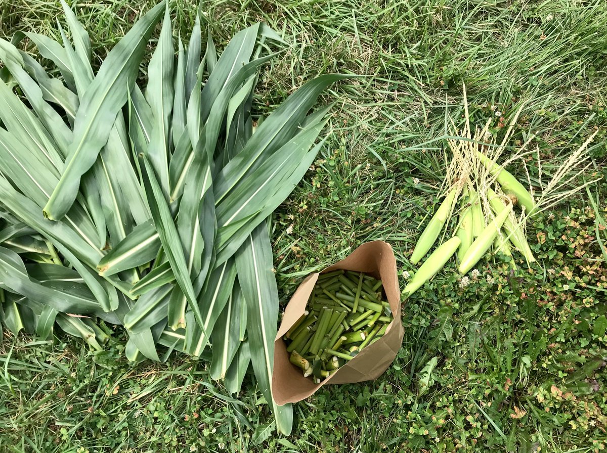 non_cornformist's tweet photo. @Mitch_Baum @A_OrdonezRaziel @heatherpasley1 @SArchontoulis Deconstructed what felt like all the corn plants in Boone county. Special thx to @Soil_Plant_IXNs for sending Malcolm and Terry to help. https://t.co/uGBtUhKIkx