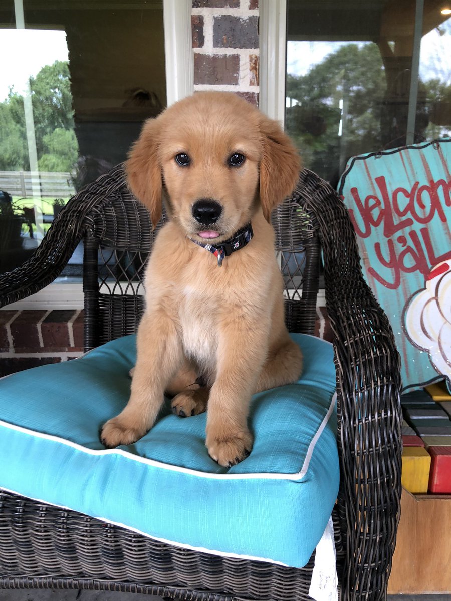 AnnBManning's tweet photo. @SouthrnGrlRebel We got a quarantine puppy. This is Ziggy. https://t.co/1sDbWGYzLS