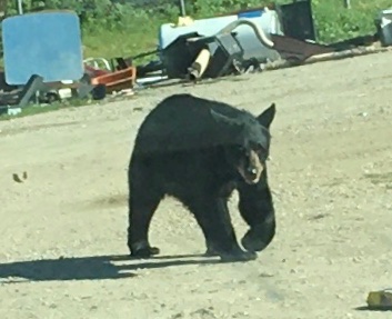 NancyLovenjak's tweet photo. ‘Beary’ interesting times at Buffalo Point! #manitobabears #buffalopoint https://t.co/UDCFVeQj3y