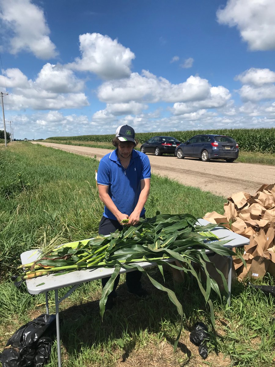 non_cornformist's tweet photo. @Mitch_Baum @A_OrdonezRaziel @heatherpasley1 @SArchontoulis Deconstructed what felt like all the corn plants in Boone county. Special thx to @Soil_Plant_IXNs for sending Malcolm and Terry to help. https://t.co/uGBtUhKIkx