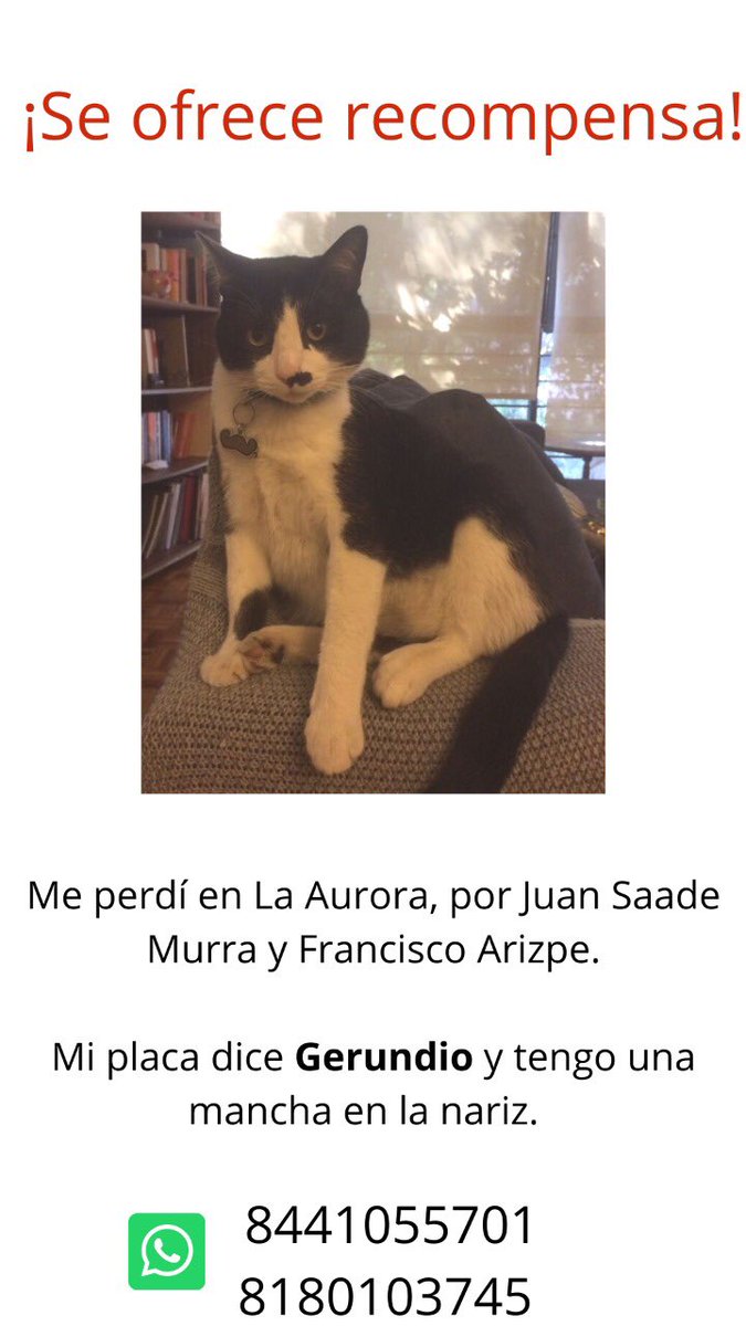 MajoBarreraL's tweet photo. @prodebida nuestro Gerundio se perdió en Saltillo y lo estamos buscando! Por favor ayúdenos a encontrarlo. Ofrecemos recompensa a quien lo encuentre! https://t.co/CWzbJe2Gzn