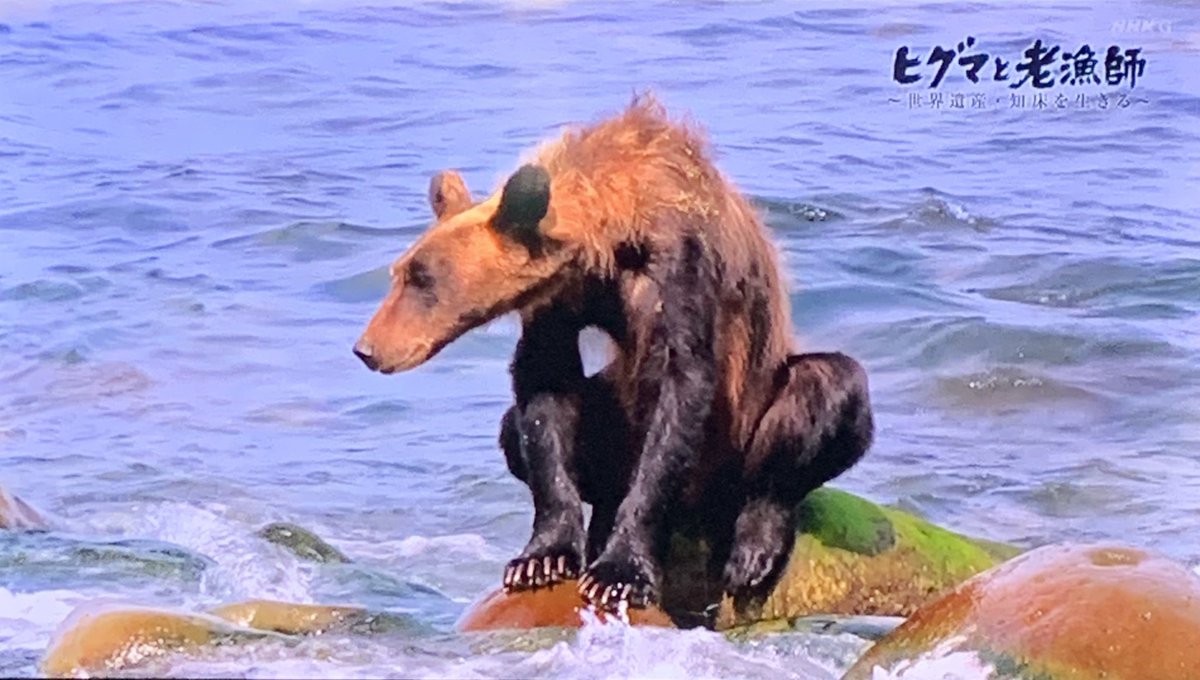 ゆう Sashainthebox その女の子の 音声聞いちゃったことあった気がする Youtubeかな ロシア語わからなくてよかったけど どうぶつ奇想天外 のロケで日本人カメラマンがロシアで熊にやられてたり いろいろあるよ D Twitter