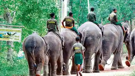 4/nMoving frm hunting to cultivation, Cows, Elephants, , Dogs, wr domesticatedCows & Elephants have humanly feelings and relationships. Thts why they are revered http://shorturl.at/xQ456&nbsp; http://shorturl.at/gHLN6&nbsp;Their breath pattern are similar to  #human https://twitter.com/i__Mystic/status/1266682559095848961?s=20