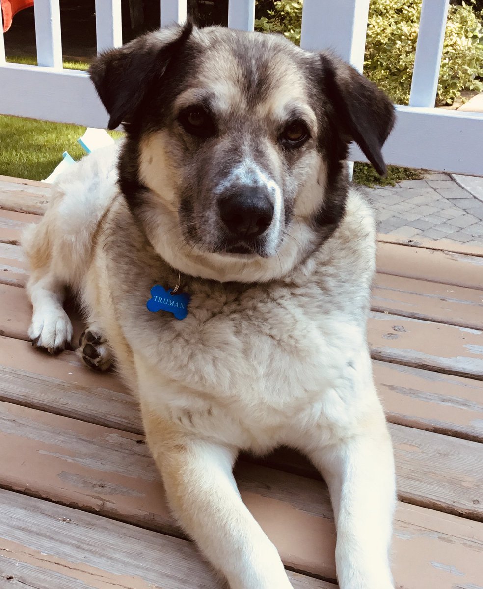 bryancallaghan's tweet photo. Happy 5th Birthday, Truman!  Sardines all around! Well...uh...maybe not ALL around. You can have mine. 

#AdoptDontShop 
#NorthernDogs https://t.co/NshzUpCX85