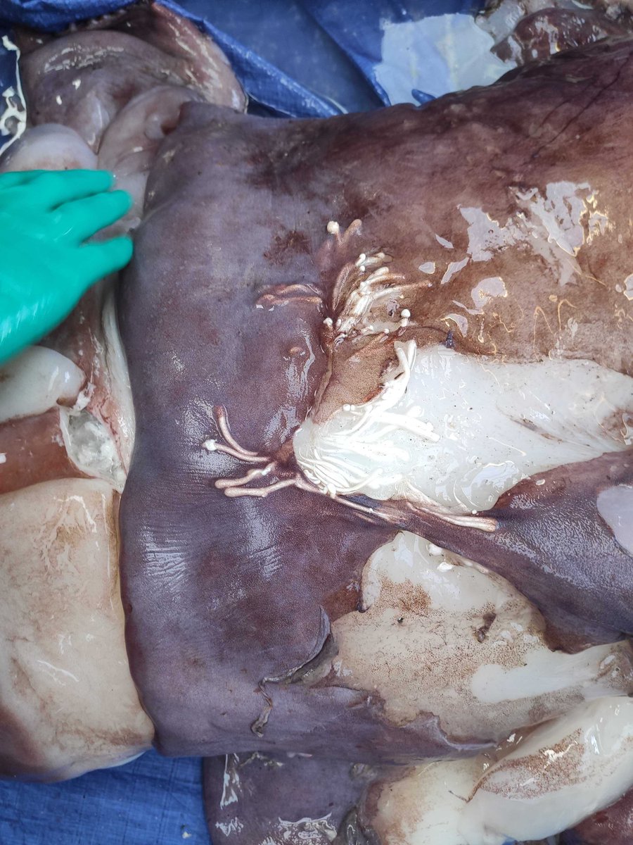 This shot is of the spermatophore packet. This packet is implanted in the skin by the malesl, allowing them to attach into the skin. Some species also wound the female in order to implant them deeper.  @ALCESonline