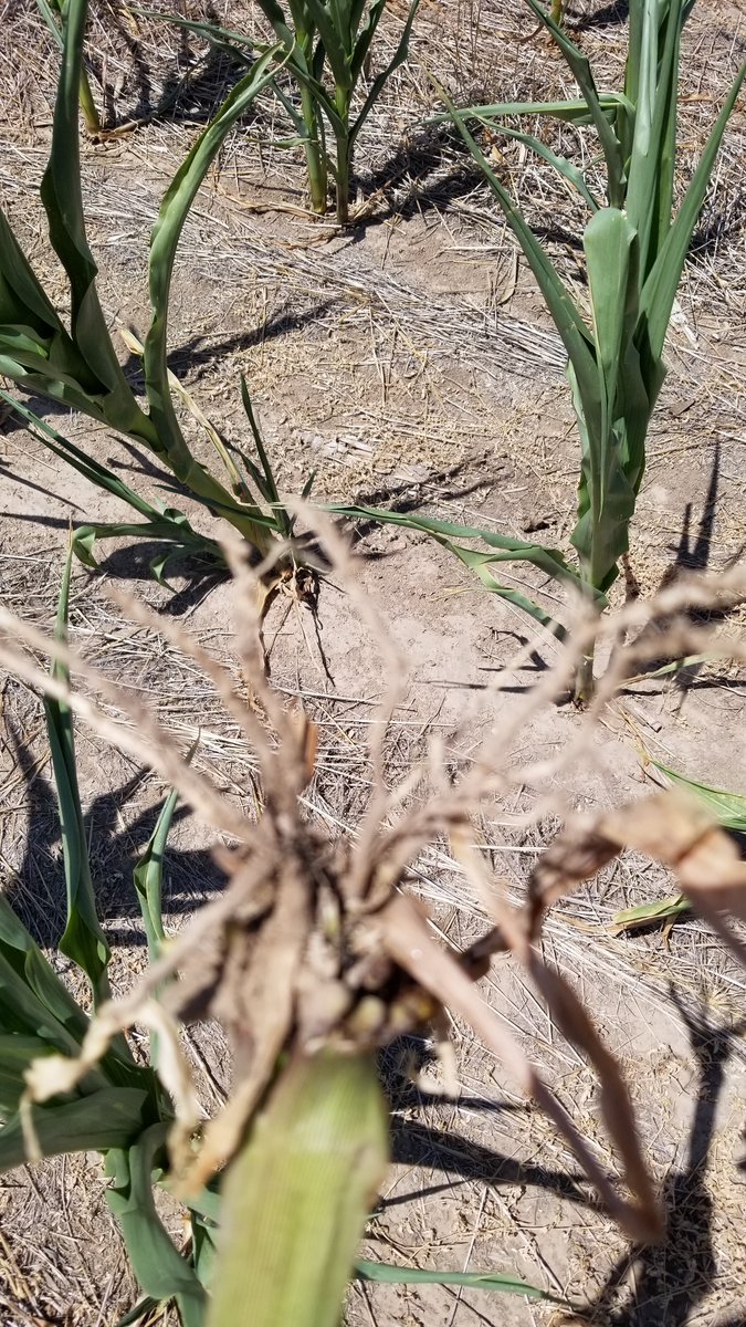 JoelSchneekloth's tweet photo. Had a note that they are seeing some lodging on one of the large precision ag plots on the station for dryland. Went out and looked at it. Soils are so hot that the roots are cooking. Brace roots were mush or rock hard. FLIR said the surface soil temps were 150 F. https://t.co/EAFDtFK47I