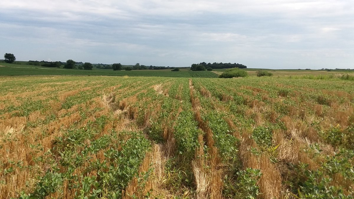 Proverbs2_6Dad's tweet photo. 2.5 weeks since harvest.  #relay2020 https://t.co/I670FuAvt8