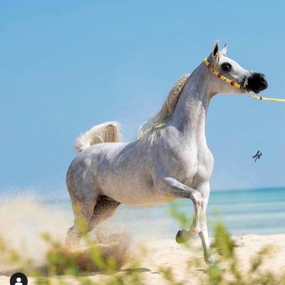asd300asd's tweet photo. #صورة_جديدة_للملف_الشخصي https://t.co/7eaidkoPXl