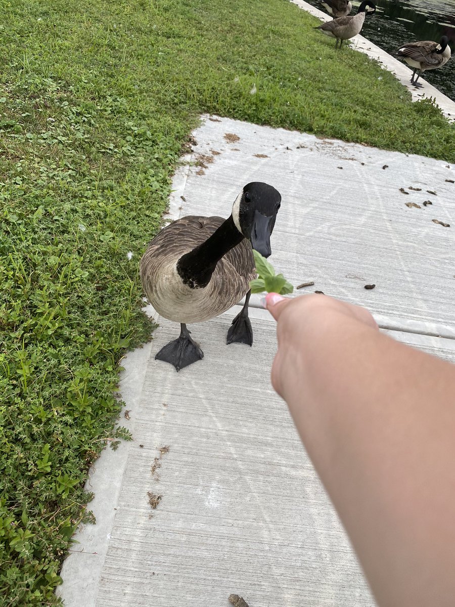 cupcakecadaver's tweet photo. I hand fed a goose. I am the god of all goose now! #goose #geese #iwasterrified https://t.co/2GFgv2JJUU