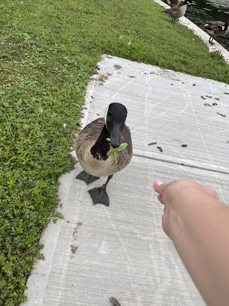 cupcakecadaver's tweet photo. I hand fed a goose. I am the god of all goose now! #goose #geese #iwasterrified https://t.co/2GFgv2JJUU