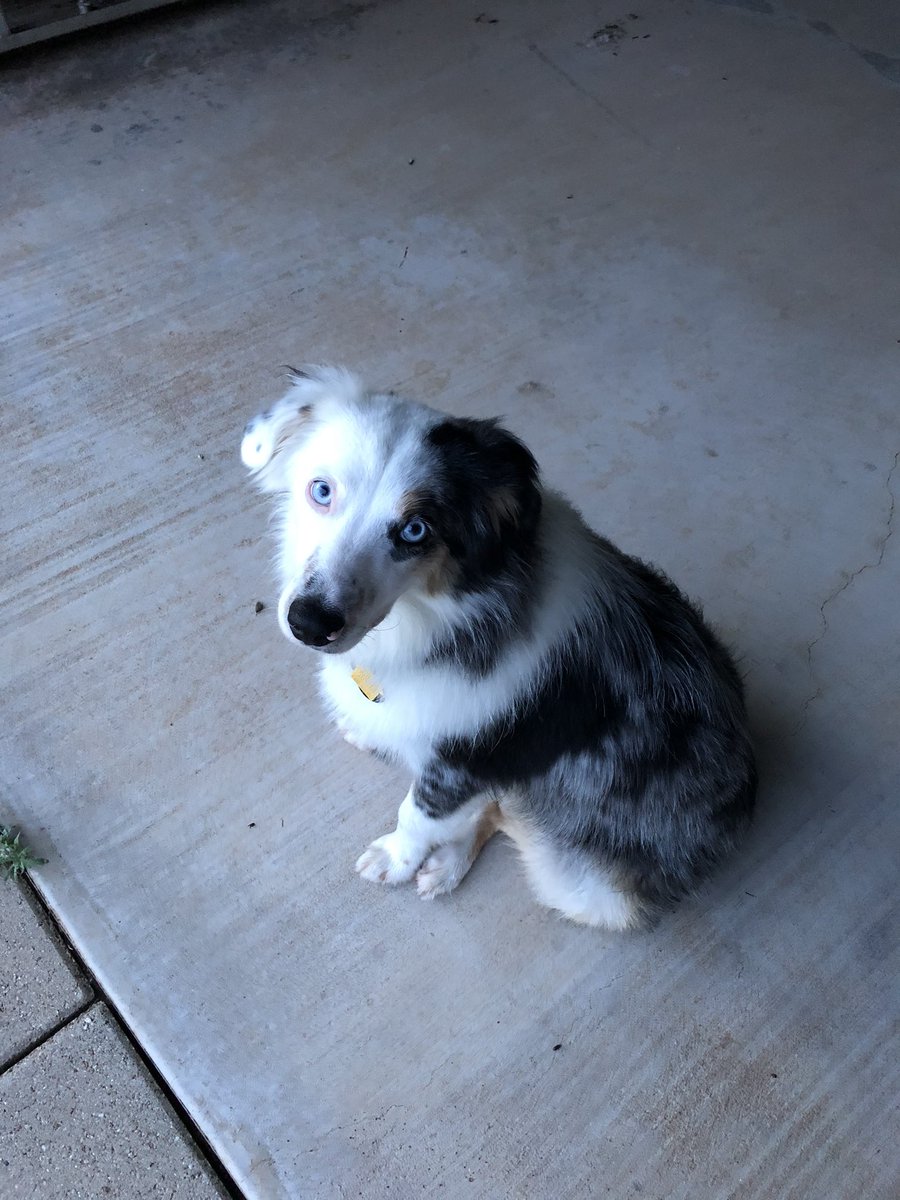 KpNorthcutt's tweet photo. 💜my dog https://t.co/ZHbJ6M7Gyr