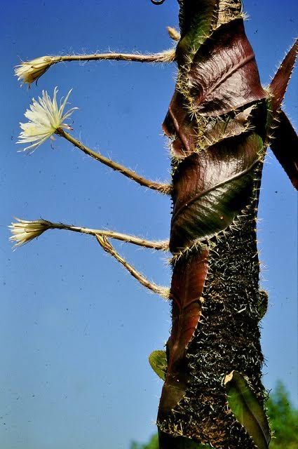 semisolipsis's tweet photo. @NellyBlyAlibi @5AINVIL True. But life finds a way. ‘Selenicereus witii’ https://t.co/IYOQtoa7dC