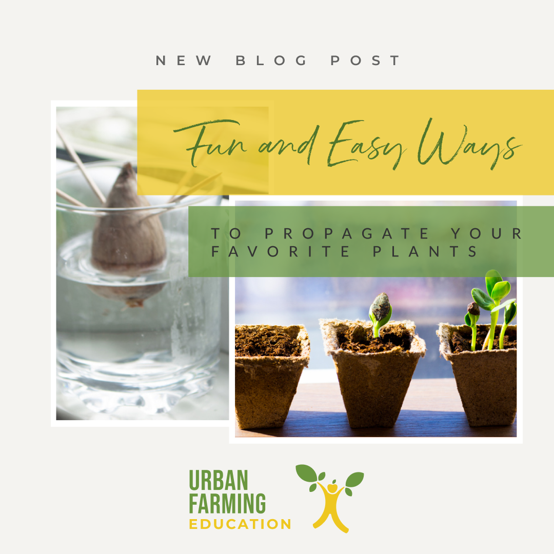 WeAreUFE's tweet photo. It's time to learn something amazing! Did you know you can have many of your favorite plants? 🌱🌱

Plant propagation is super easy, and you can learn everything about it here: https://t.co/3oglzzgvg4

#Gardening #UrbanFarming #LetsPlant #Healthy #Veggies #Phoenix #Arizona https://t.co/PRXcobHNRg