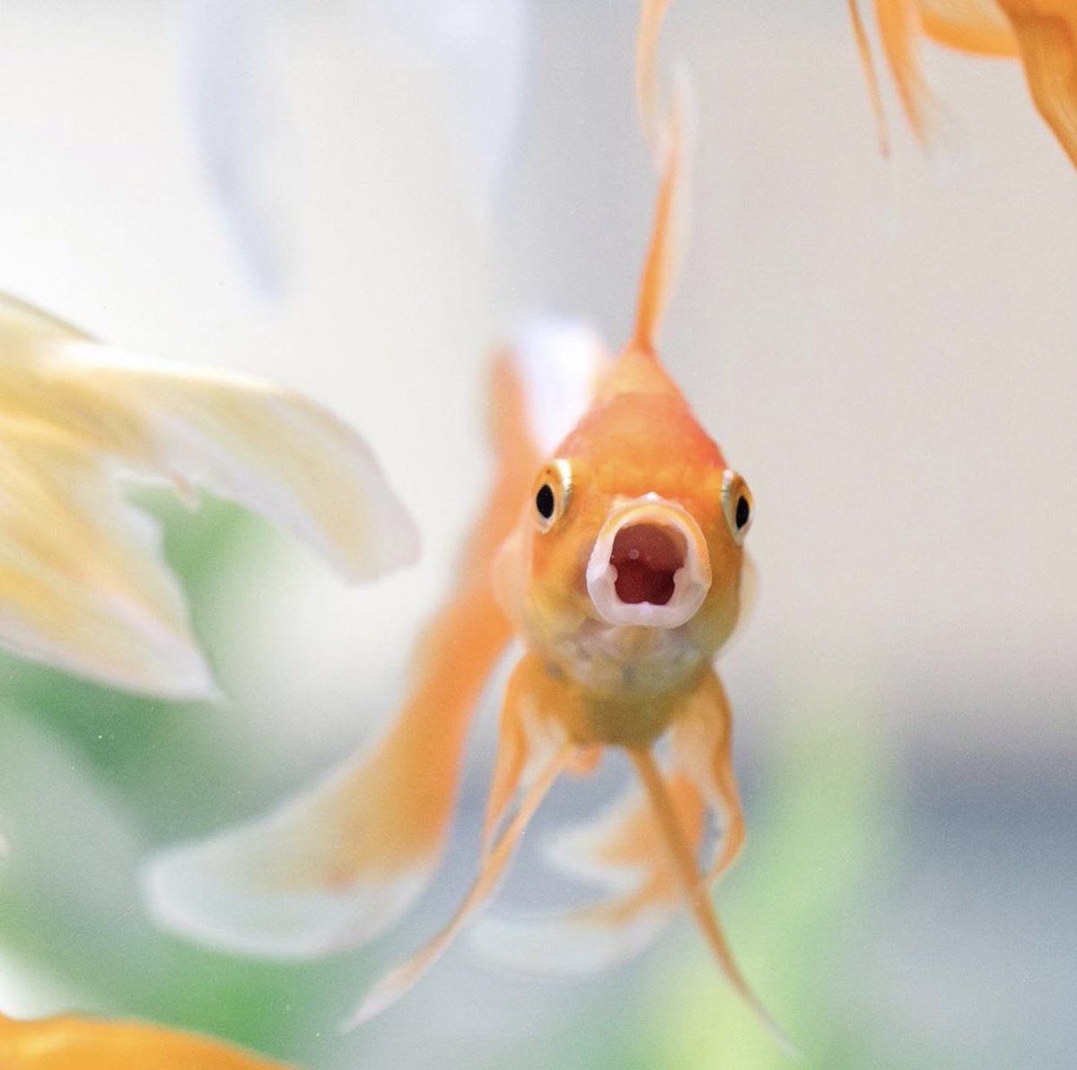 levijmarkov's tweet photo. ;; Selfie. 🐠 https://t.co/HdTqwGctQG