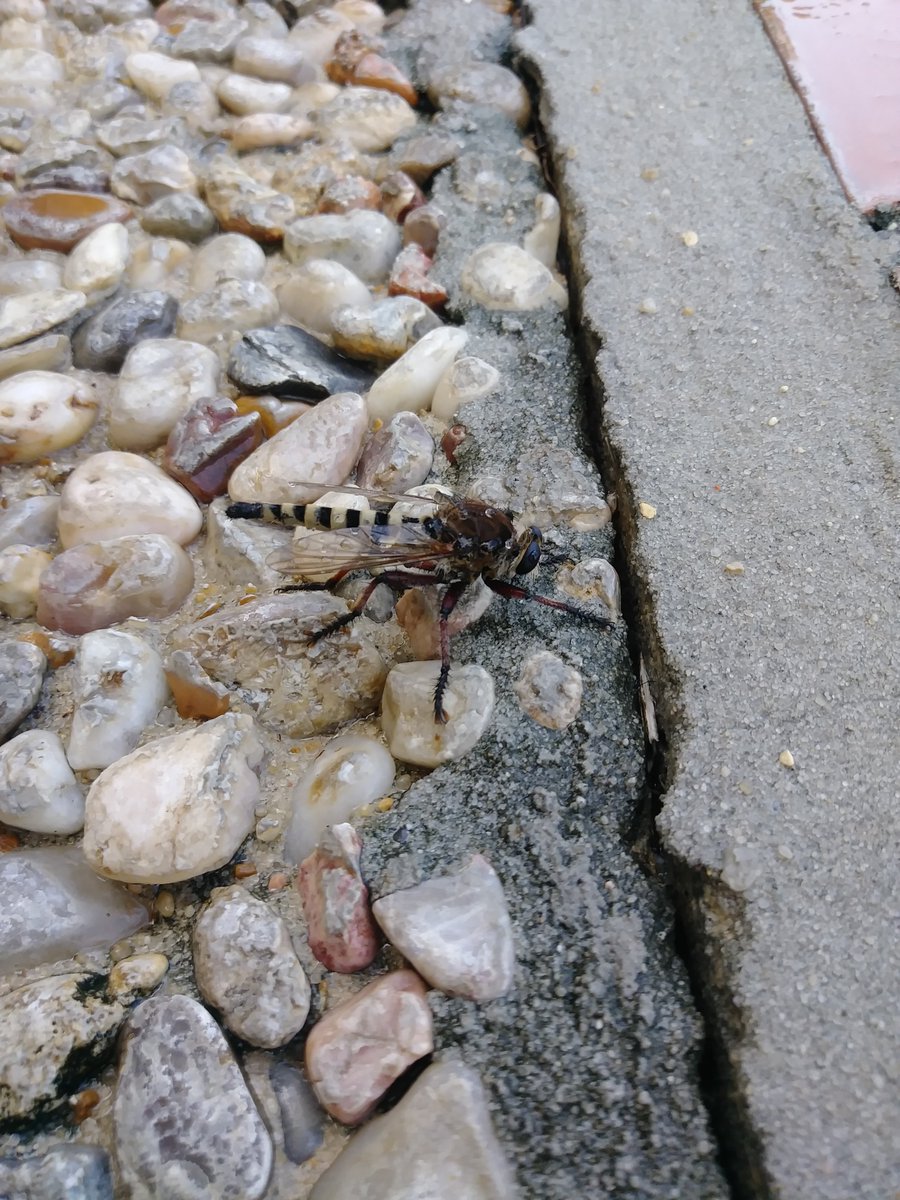 Karen Muller Smith tweet media