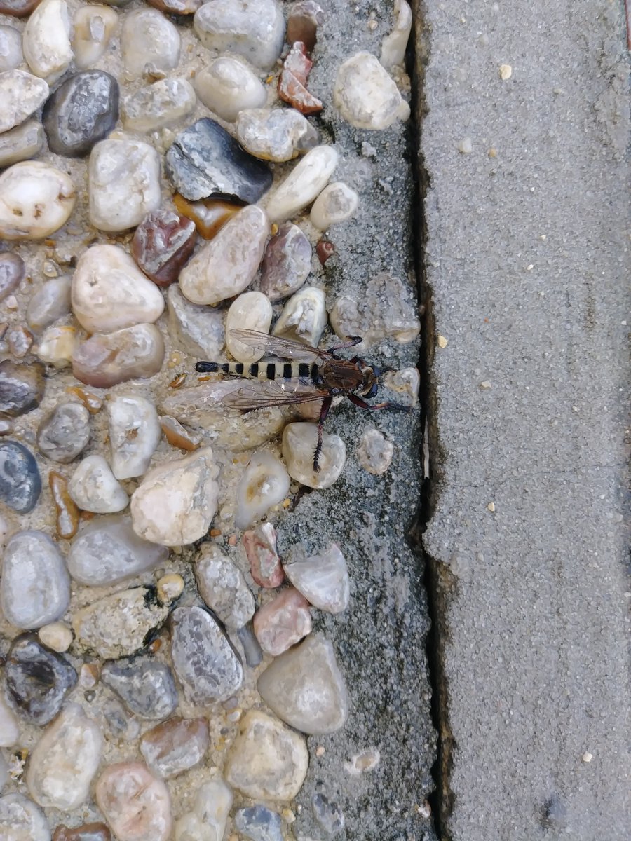 Karen Muller Smith tweet media