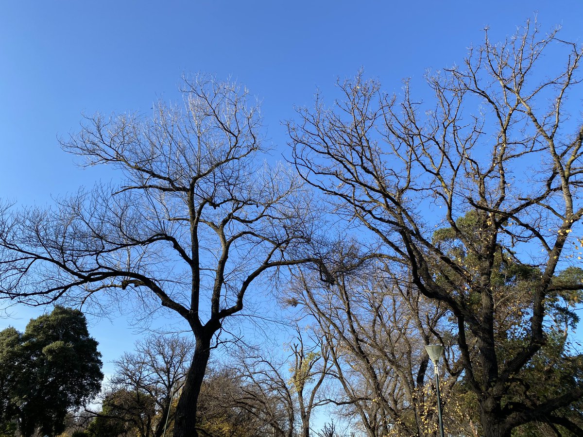SnapsofLife's tweet image. Clear skies will be coming soon for all of us. #winter #covid19 #bepositive #amatuerphotography #amatuerphotographer #naturephotography #naturephotographer #trees #nakedtrees