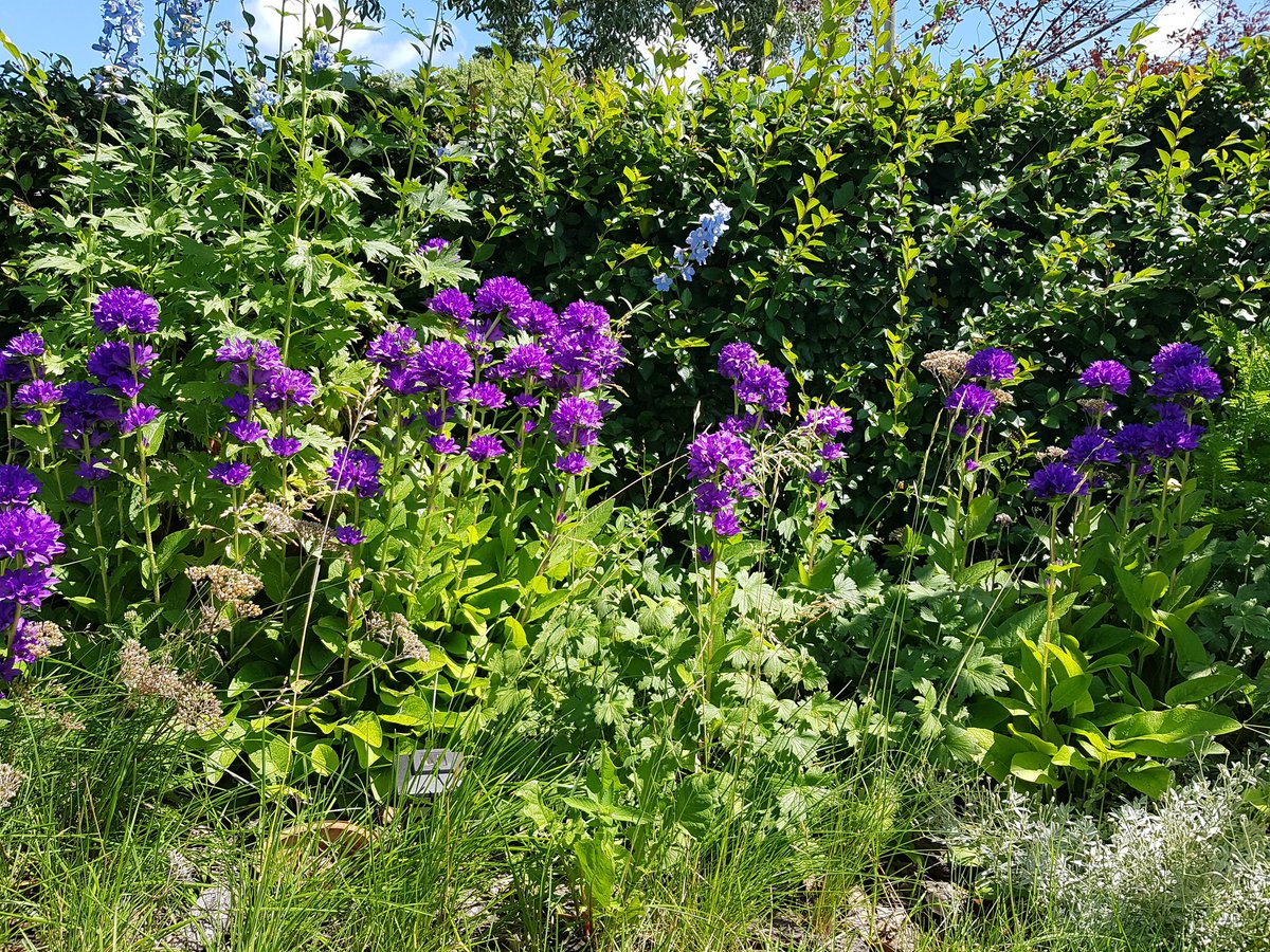 KristaCairn's tweet photo. Part of my lovely garden. :-) https://t.co/43BQDZznrw