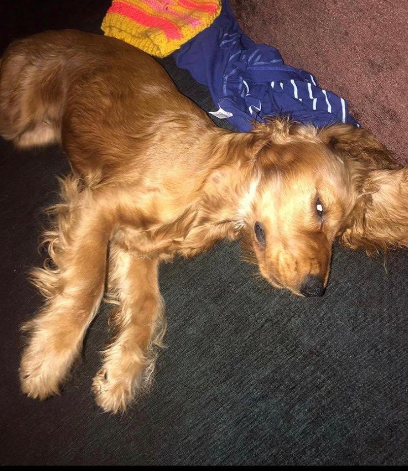 Yemin ederim bu memleketin çivisi çıkmış. Naptı bu yavrucağız sana? Bu da mı tahrik etti şerefsiz. Mini etek mi  giydi? Cilve mi yaptı? Tecavüz meşrulaştırmak için onlarca bahane sunan haysiyet yoksunları şimdi bahaneniz ne? #VolkanUzunTutuklansın