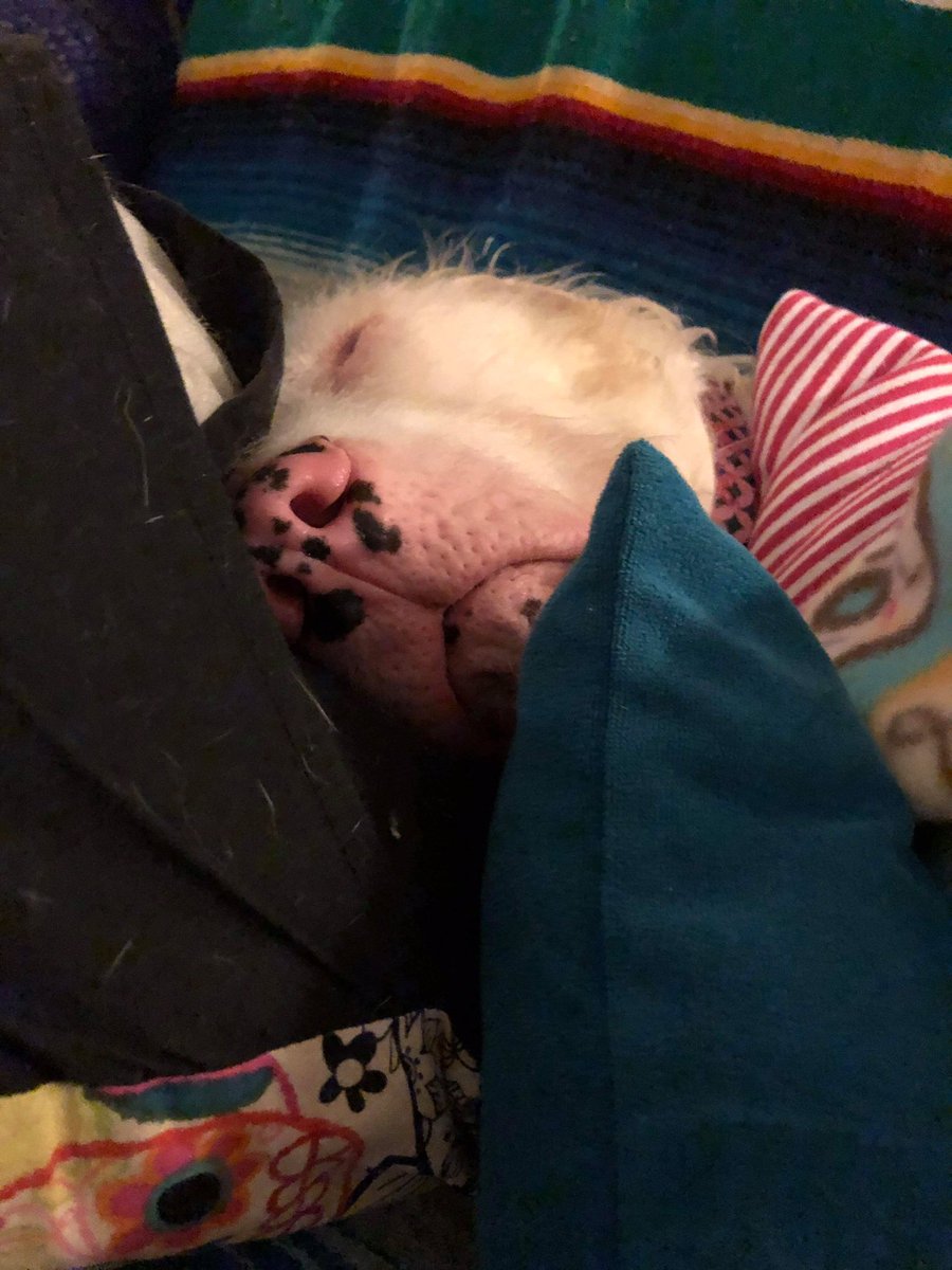 Winnie snoozing
Hint: to wake up a Deaf dog place a treat under their nose