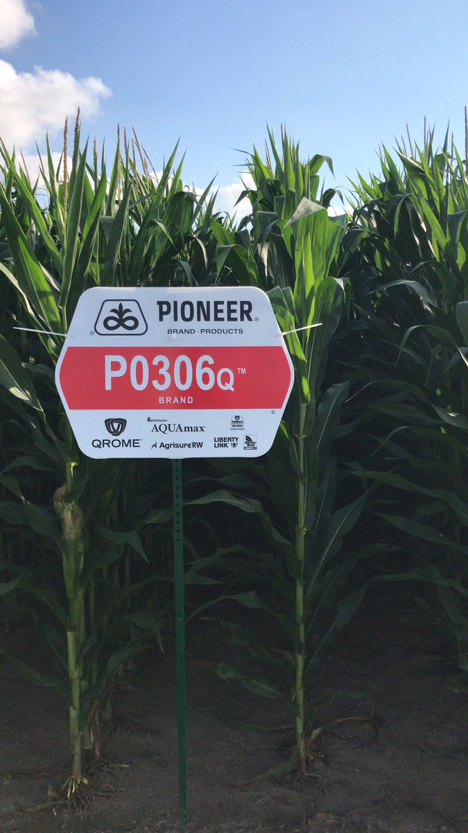 SeligaJohn's tweet photo. Super nice @CortevaCA @PioneerSeedsCA #PKP by @neilrose9 showing off some popular #Qrome hybrids. If #CornOnCorn is in your future this is the technology you need. Ask your #PioneerSalesRep about these #CornRootWormProtected products😎 https://t.co/q2vbdwQnPk