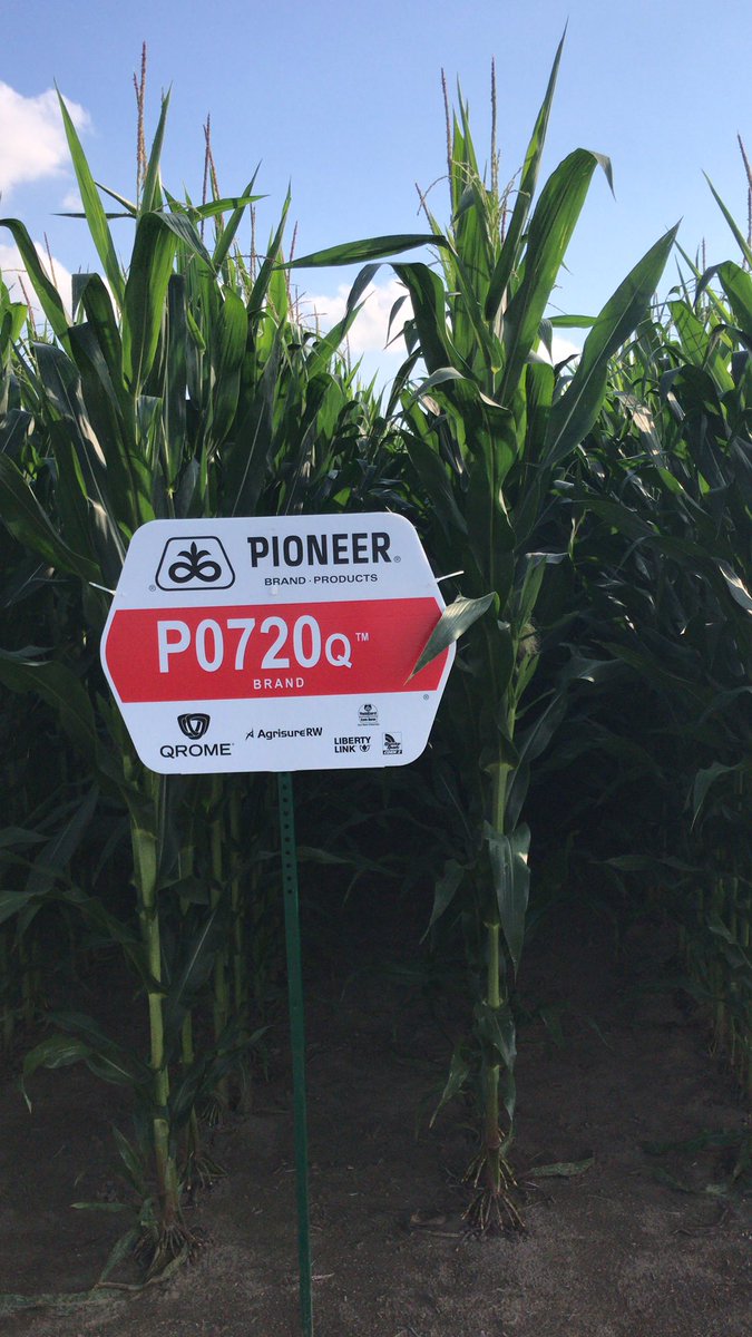 SeligaJohn's tweet photo. Super nice @CortevaCA @PioneerSeedsCA #PKP by @neilrose9 showing off some popular #Qrome hybrids. If #CornOnCorn is in your future this is the technology you need. Ask your #PioneerSalesRep about these #CornRootWormProtected products😎 https://t.co/q2vbdwQnPk