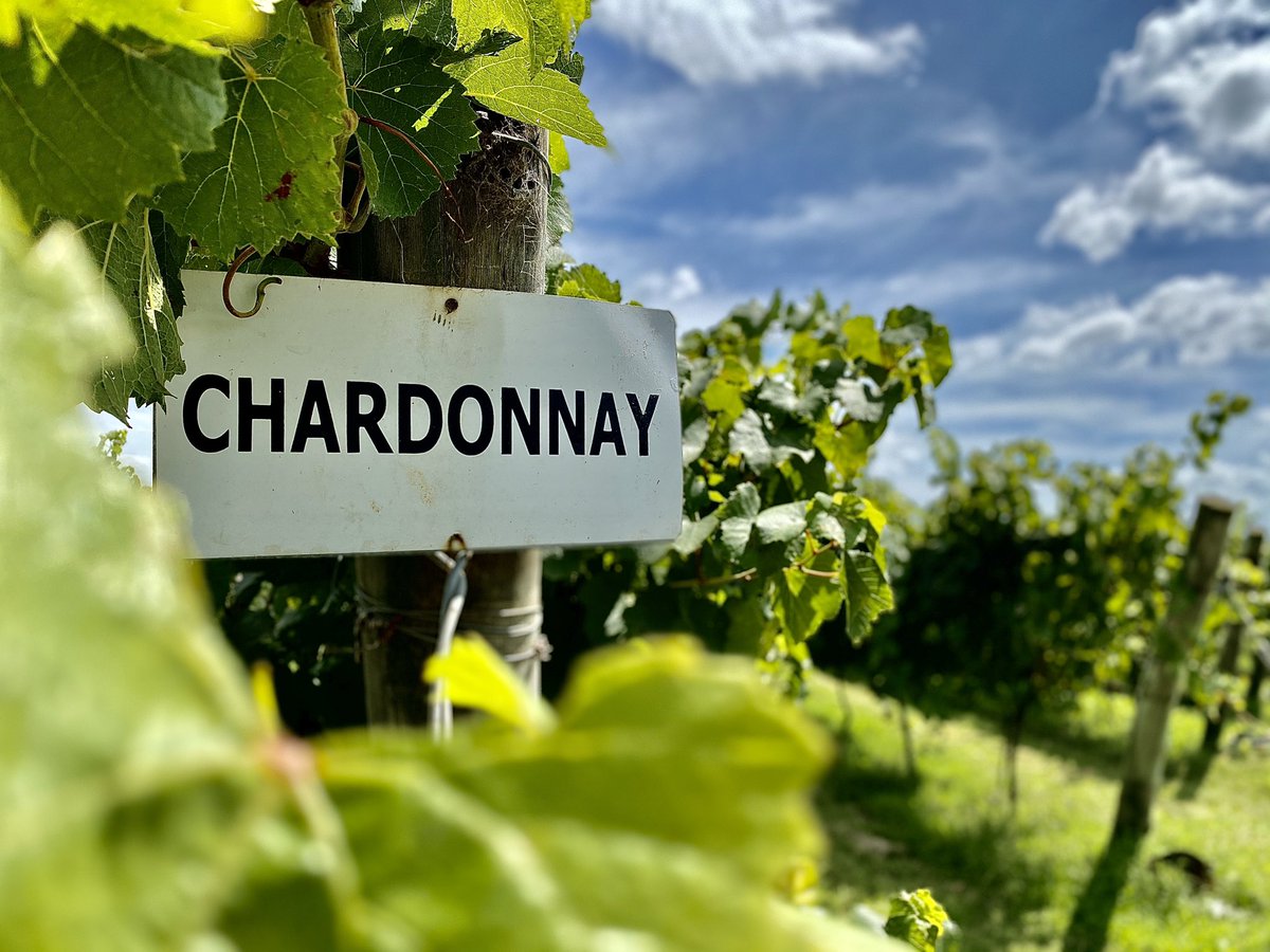Chechuli5's tweet photo. Foto 5.
Hoy estoy medio vaga y subo unas que saqué con el celular.
Recordando buenos momentos de este verano.
Lugar hermoso, verano, sol, mar, buena compañía y excelentes vinos.
#Argentina
#BuenosAires
#Chapadmal
#EstanciaSantaIsabel
#BodegaCostaYPampa
#Trapiche https://t.co/tmlfu5H0kV