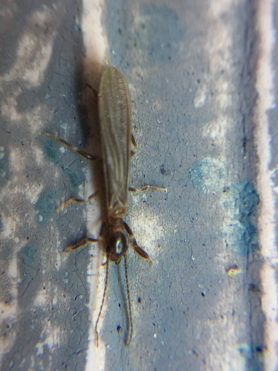 pmills_Apio87's tweet photo. Look what I found!? Can you guess where I found him? #male #Embioptera #webspinner @jessa_thurman @catchindembugs @americanbeetles @claudia_schipp @Briggs_EthanJ @InvertoPhiles @BrytheFlyGuy @StickmanBraxton #entomologyinQld @SASBiologists @Aust_Ent_Soc #EntSocQld https://t.co/ip7TZOH2fT