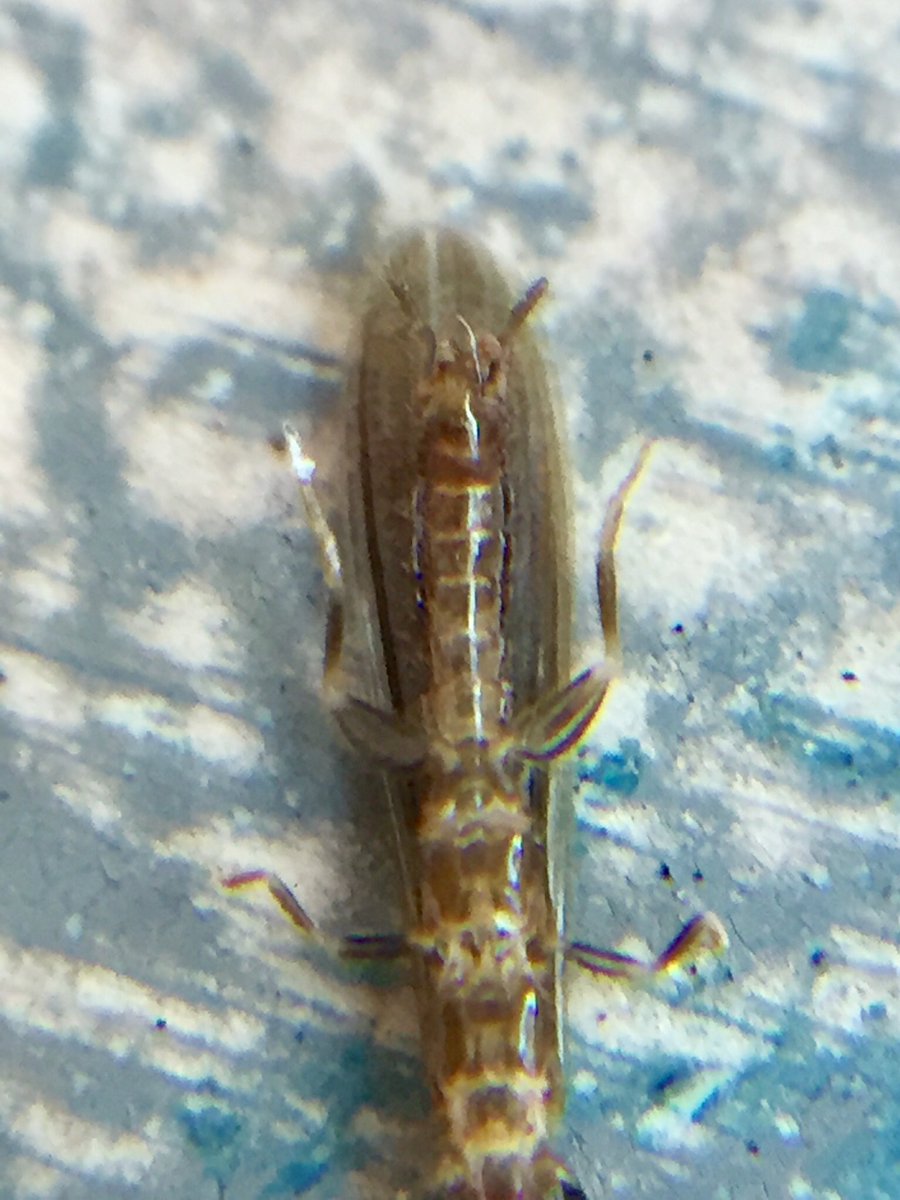 pmills_Apio87's tweet photo. Look what I found!? Can you guess where I found him? #male #Embioptera #webspinner @jessa_thurman @catchindembugs @americanbeetles @claudia_schipp @Briggs_EthanJ @InvertoPhiles @BrytheFlyGuy @StickmanBraxton #entomologyinQld @SASBiologists @Aust_Ent_Soc #EntSocQld https://t.co/ip7TZOH2fT