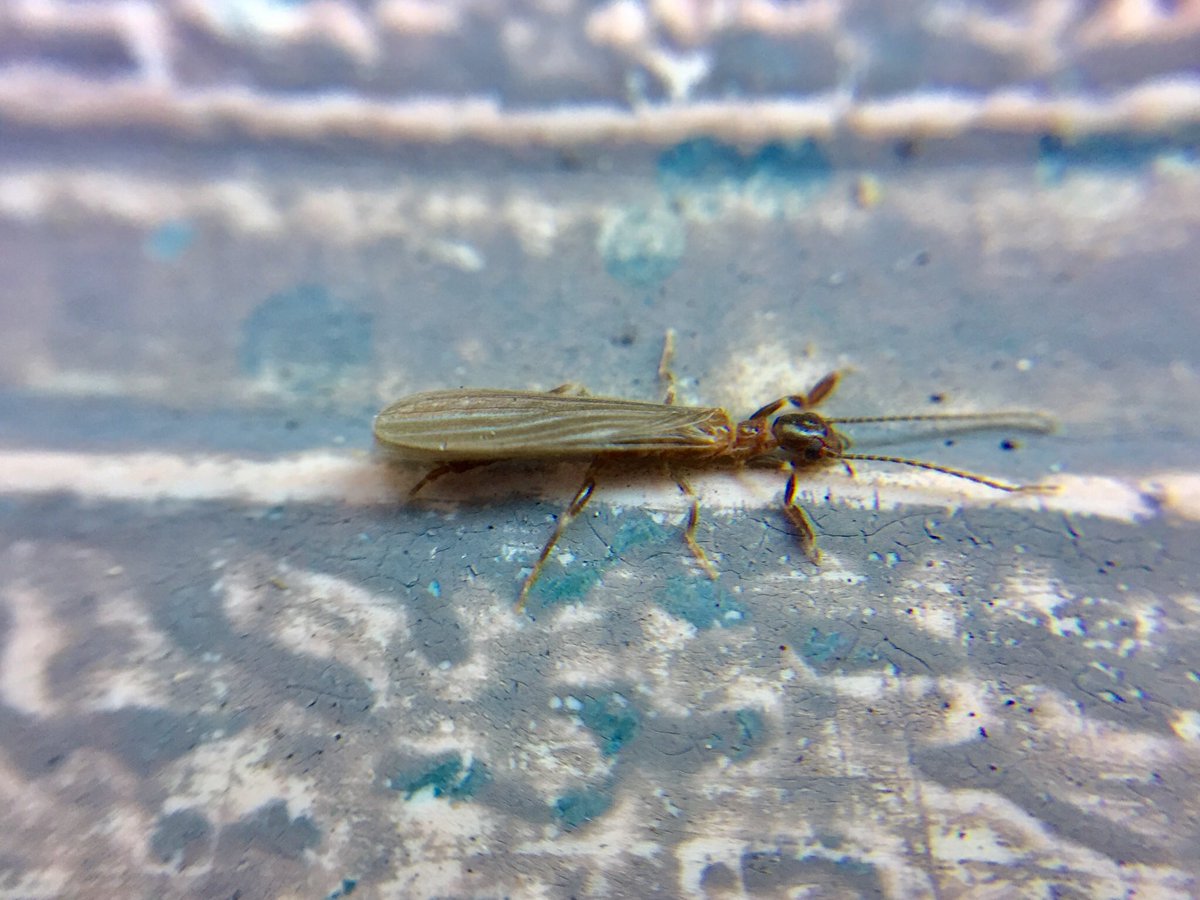 pmills_Apio87's tweet photo. Look what I found!? Can you guess where I found him? #male #Embioptera #webspinner @jessa_thurman @catchindembugs @americanbeetles @claudia_schipp @Briggs_EthanJ @InvertoPhiles @BrytheFlyGuy @StickmanBraxton #entomologyinQld @SASBiologists @Aust_Ent_Soc #EntSocQld https://t.co/ip7TZOH2fT