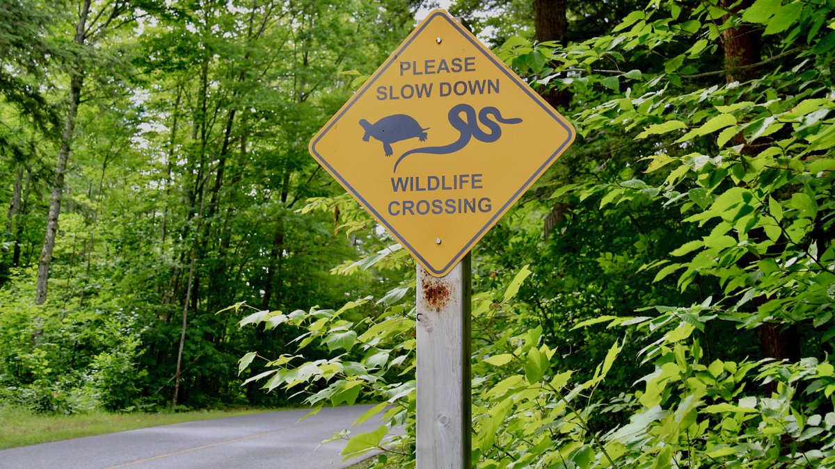 While driving through the park, watch out 👀 for wildlife crossing the roads at Killbear! Please obey the posted speed limits, especially in our designated wildlife crossing area.

Our wildlife thank you! 🚗 🐍 🐢 🐿️ 🐇 🦌 🐸

#brakeforsnakes #wildlifecrossing #domoreforwildlife