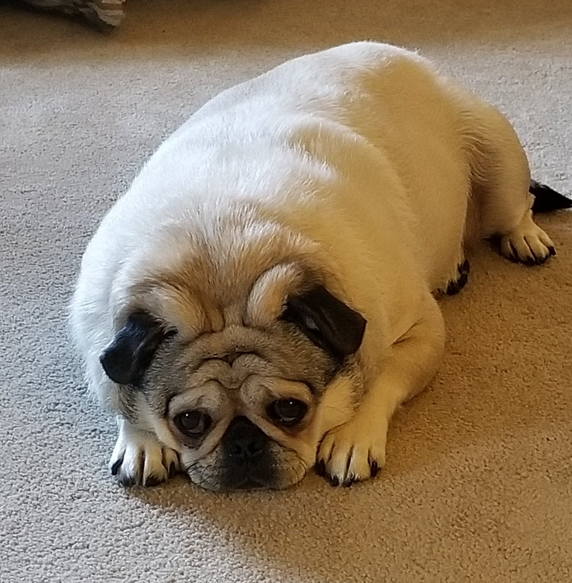 PugglesM's tweet photo. It's so hot I'll just loaf around on the cool floor. https://t.co/hjVDYfpVGX