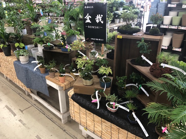 ジョイフル本田 ガーデンセンター ガーデンセンター守谷店 かわいらしい小盆栽が入荷しました お部屋にちょとした緑はいかがですか 癒しの小盆栽 是非お立ち寄りください インテリア 癒し 盆栽 ガーデニング T Co Nnb5sgxrr9 Twitter