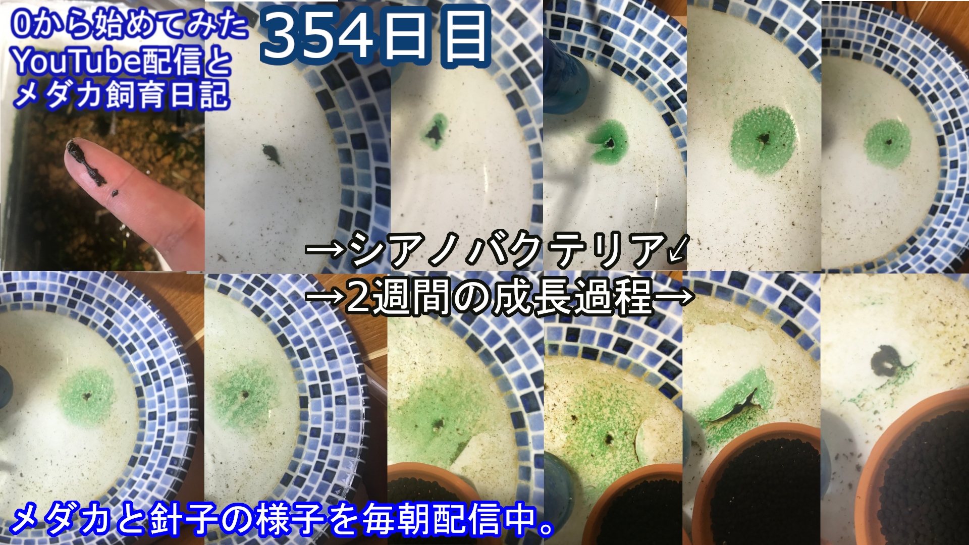 いなかのメダカ おはようございます シアノバクテリア の成長の仕方が日々おかしいです 植物ではなく細菌だからなのかもしれませんが 一日で姿を変えすぎていて毎日様子を見るのが正直少し怖くなってきました といいつつ怖いもの見たさもあるのでやめ