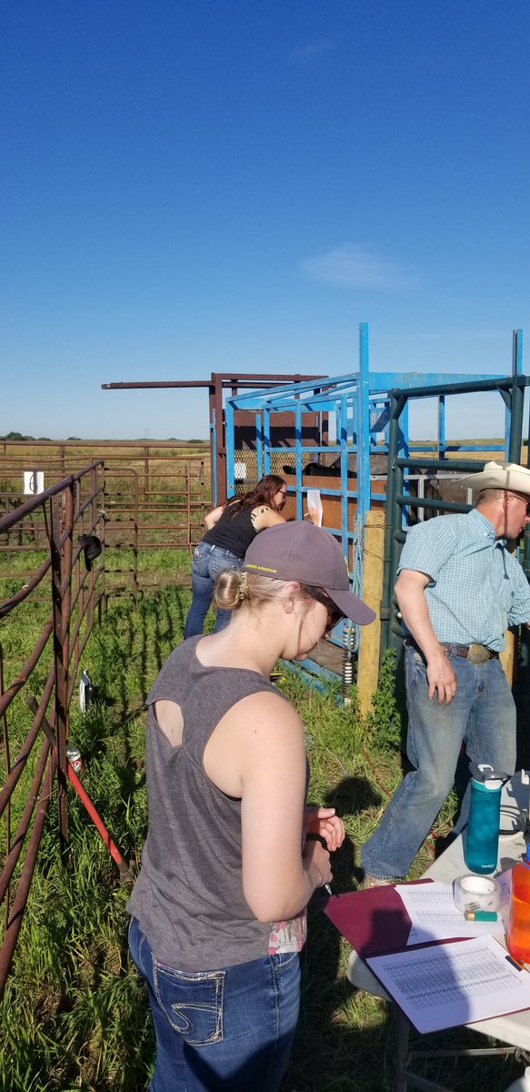 DrBart_Beef's tweet photo. Sorting steers for @meganwasden #ForageSystems research #AnnualForages #Brassicas #Peas #Barley #FallRye #BerseemClover with Leah Pearce + @sim_cassidy @brooklyn_newton Hanna Fish @albertabeef @SaskCattlemens @saskforage @SKAgriculture @agbiousask @LFCE_usask @CLockLivestock https://t.co/rt7j7P4TUj