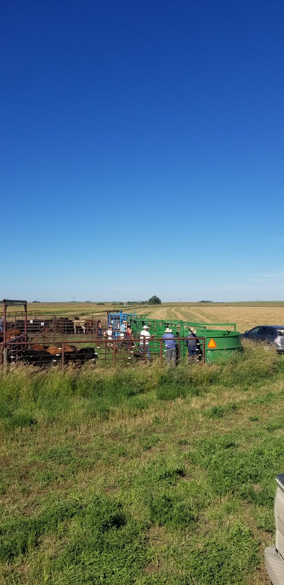DrBart_Beef's tweet photo. Sorting steers for @meganwasden #ForageSystems research #AnnualForages #Brassicas #Peas #Barley #FallRye #BerseemClover with Leah Pearce + @sim_cassidy @brooklyn_newton Hanna Fish @albertabeef @SaskCattlemens @saskforage @SKAgriculture @agbiousask @LFCE_usask @CLockLivestock https://t.co/rt7j7P4TUj