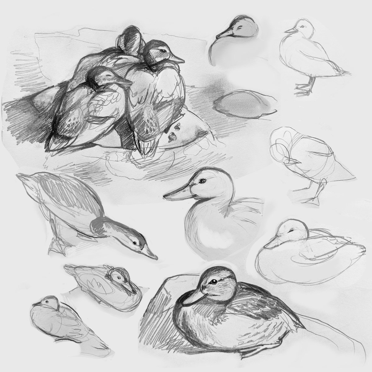  July 22 Brought the sketchbook along on my  #duckie walk today!