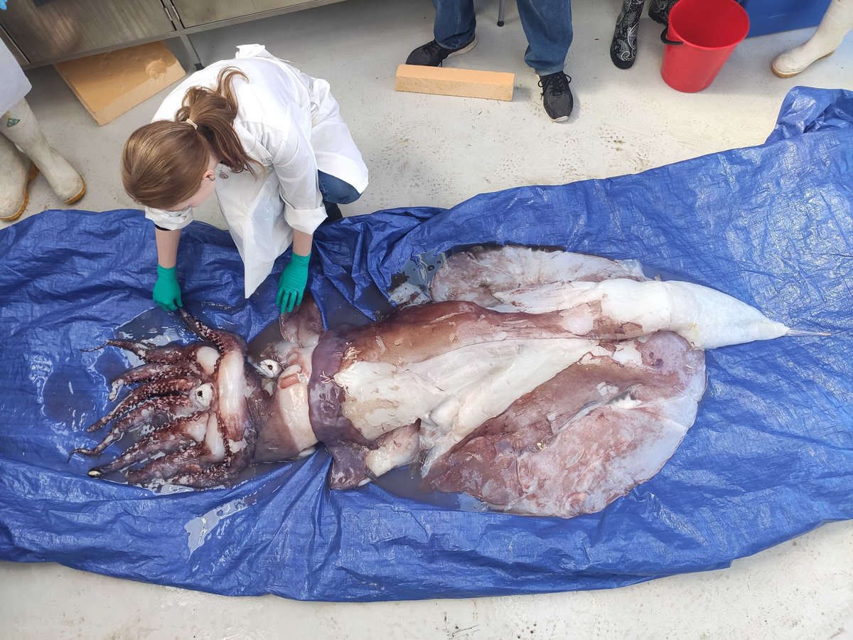 Rebecca Bray our Senior Collection Manager, Natural Sciences laying out the Taningia. Can you see the eyes and beak?