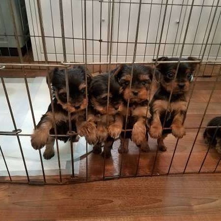 YorkiYorkie's tweet photo. #competition.
#influencer.
#influencermarketing.
#fridayfeeling.
#MondayMotivation.
#tbt.
#wcw.please pv if interested thank you https://t.co/07TpZq3KFE