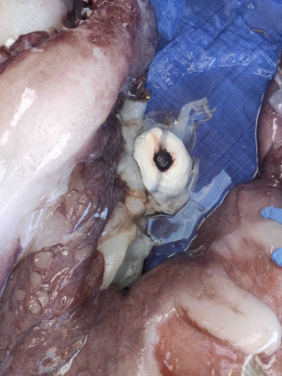 Close ups of one eyes and its beak  @ALCESonline