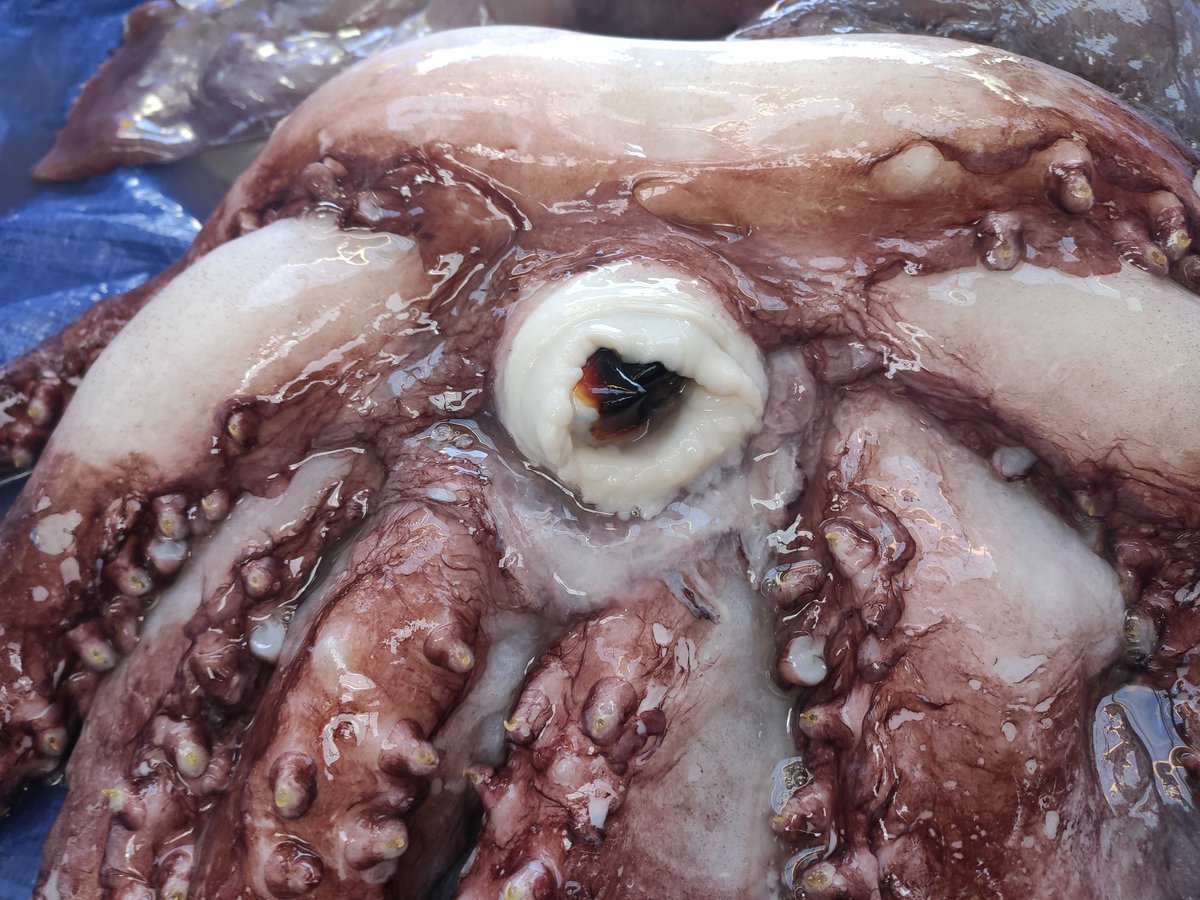 Close ups of one eyes and its beak  @ALCESonline