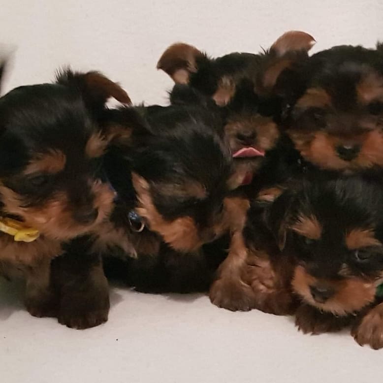YorkiYorkie's tweet photo. #wcw
#thursdaythoughts
#traveltuesday
#blessed
#goals
#vegan
#fitness
#science 
#fintech this babies are still available so pm if interested https://t.co/ENaX2fmiLo