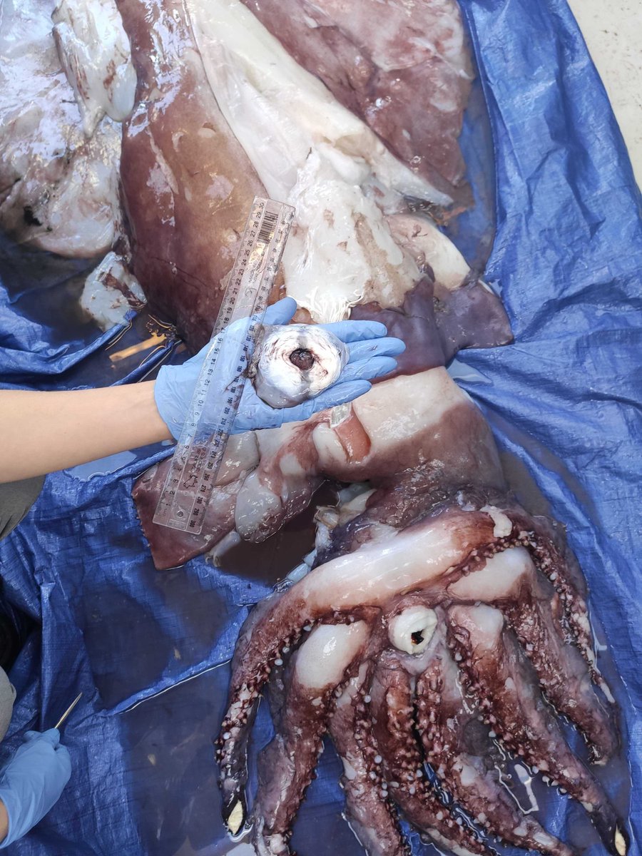 The Taningia's eye will be used for scientific sampling