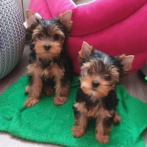 YorkiYorkie's tweet photo. #qanda #masterchefau #auspol #covid19 #aflcrowssaintspm pm if interested https://t.co/TrzL9vrPHX
