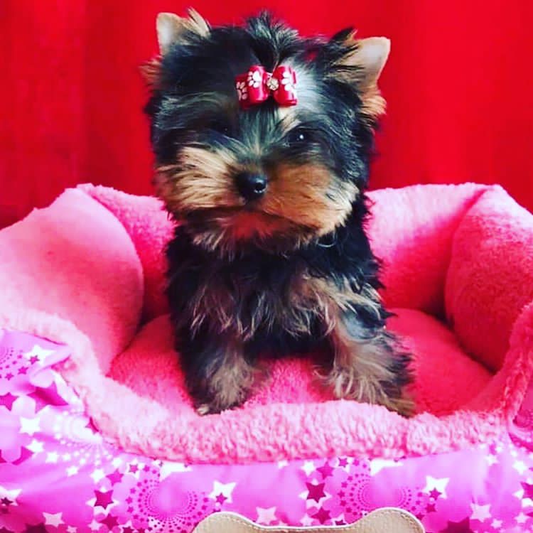 YorkiYorkie's tweet photo. #BlackLivesMatter
#CupforBen 
#brexit
#EdBallsDay
#FollowFriday (#FF)
#HeforShe
#jesuischarlie
#TheDress https://t.co/l9n0gqun1P