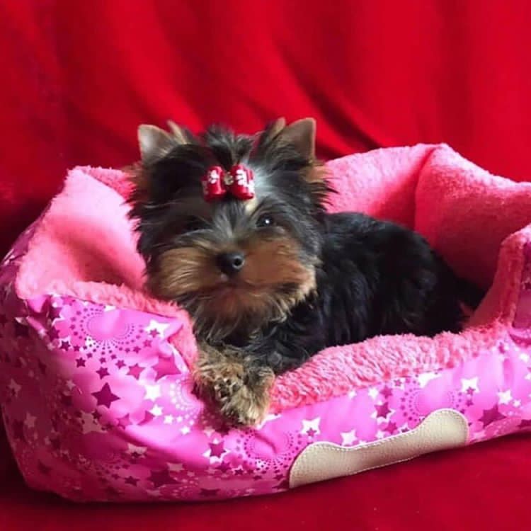 YorkiYorkie's tweet photo. #BlackLivesMatter
#CupforBen 
#brexit
#EdBallsDay
#FollowFriday (#FF)
#HeforShe
#jesuischarlie
#TheDress https://t.co/l9n0gqun1P