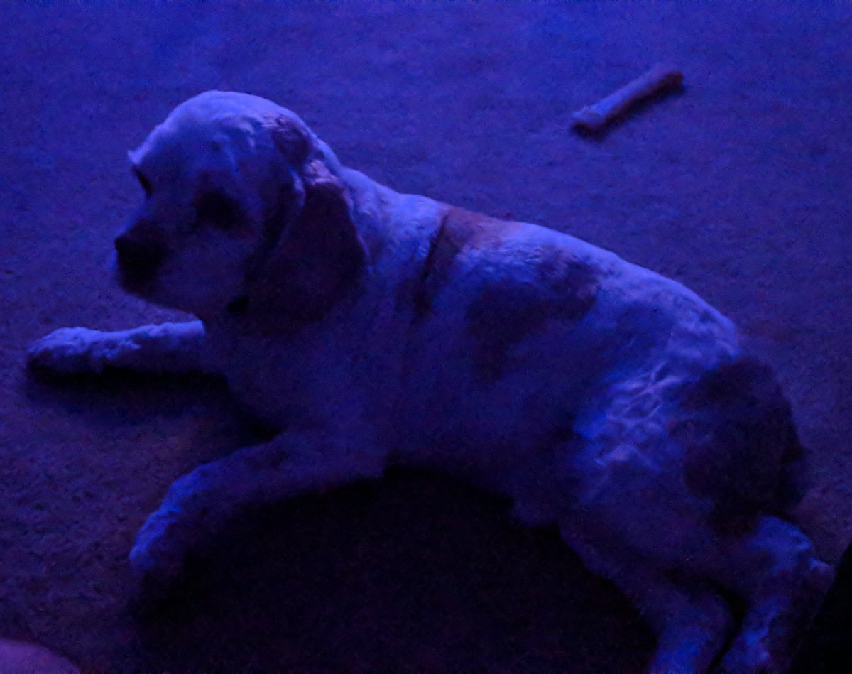 Cottonsmiles's tweet photo. We've got some #BeatSaber at 7pm Central Time tonight. I will likely make it a shorter stream than a normal Wed. Work was a bitch today. Bowie was a bit blue over the shorter stream but a Milk Bone later and he was over it. https://t.co/H0nMLpLiFy #DogProblems #NeedsANap https://t.co/a7jHFMi05Y